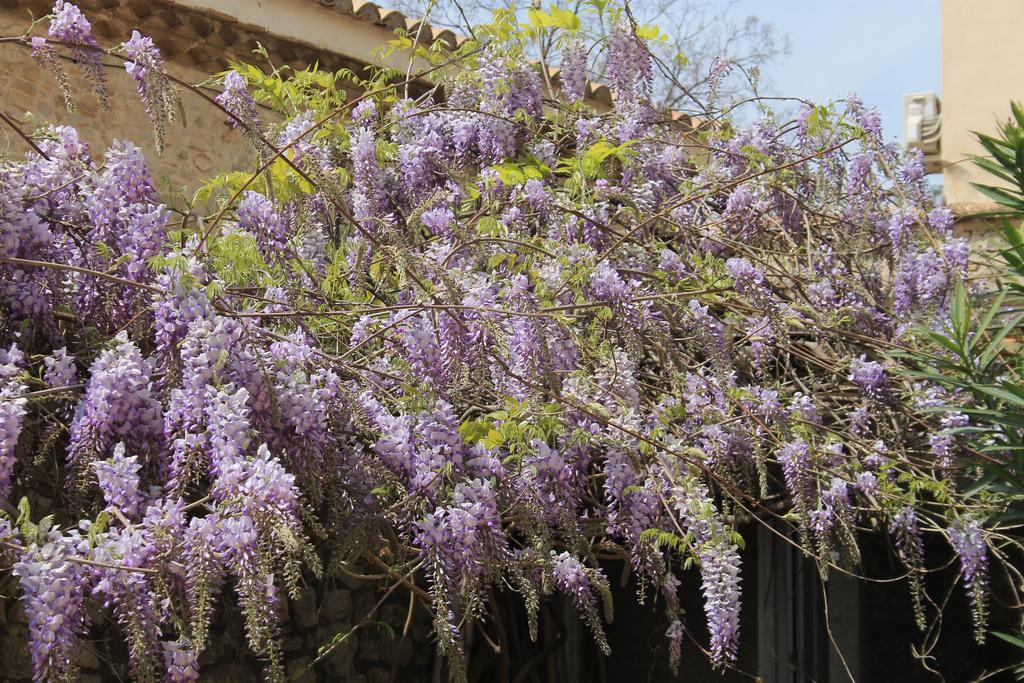 Bed and Breakfast La Rose Saint-Gervasy Exterior foto
